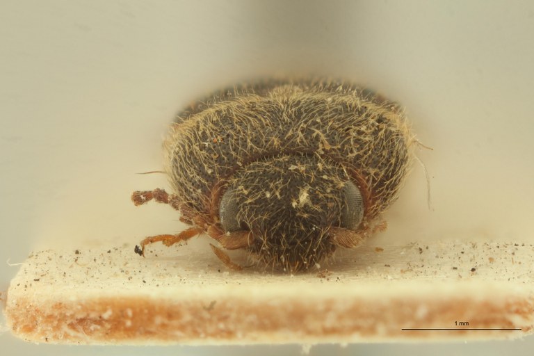 Aeoloderma backlundi Pt F.jpg