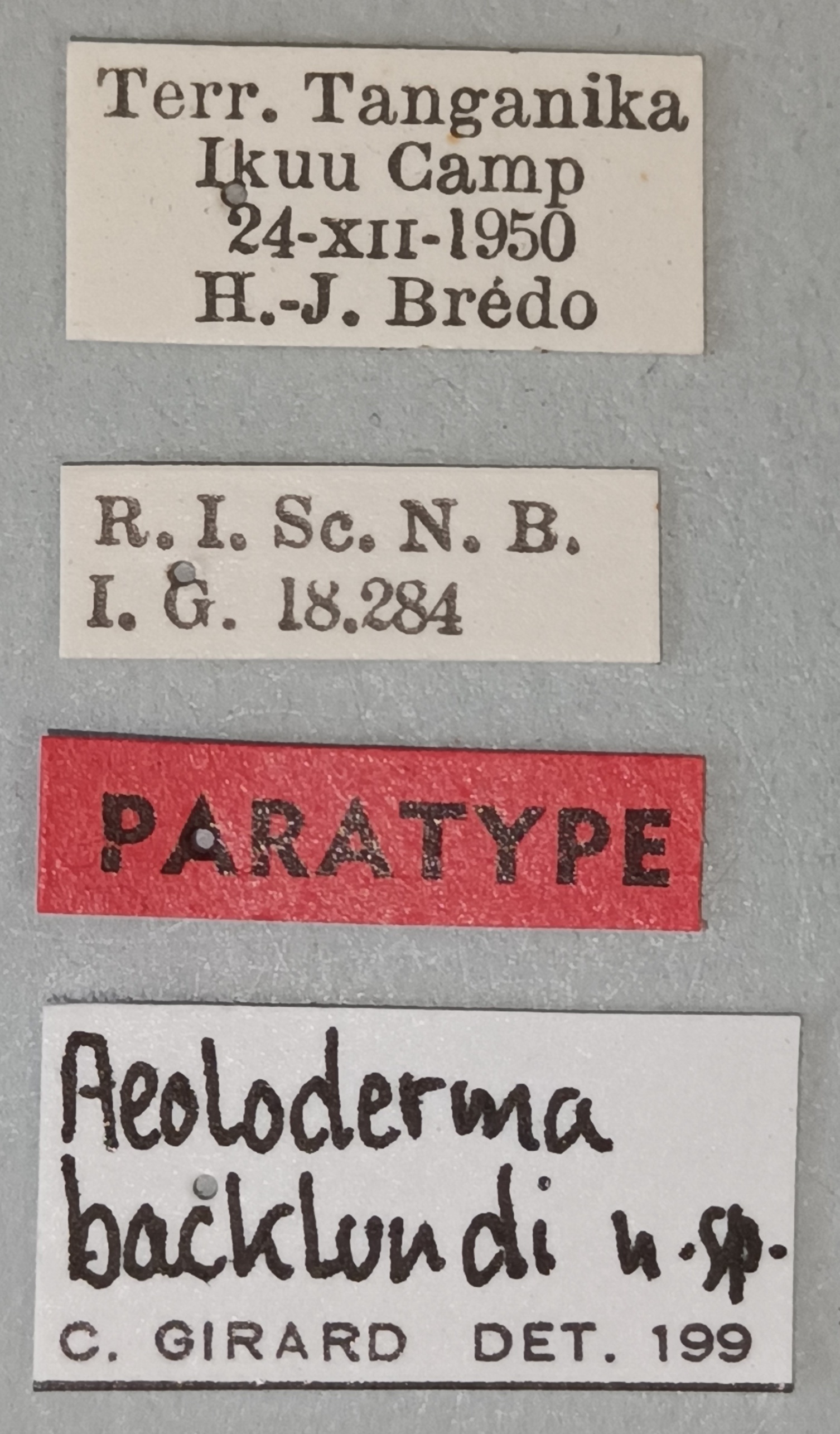 Aeoloderma backlundi Pt Labels.jpg