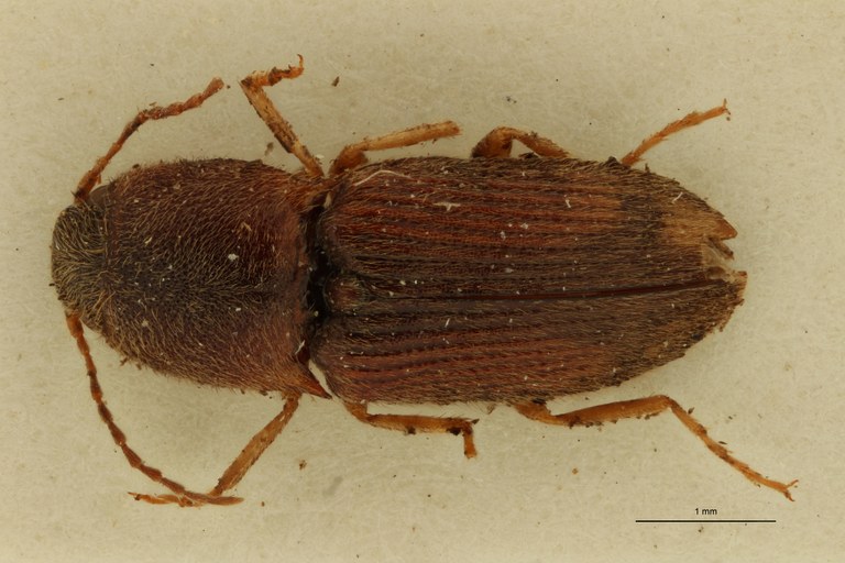 Aeoloderma capensis F Plt D.jpg