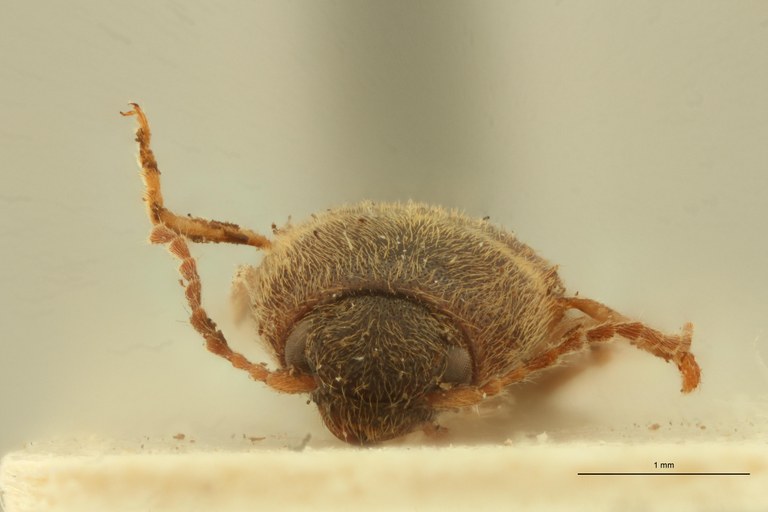 Aeoloderma capensis F Plt F.jpg