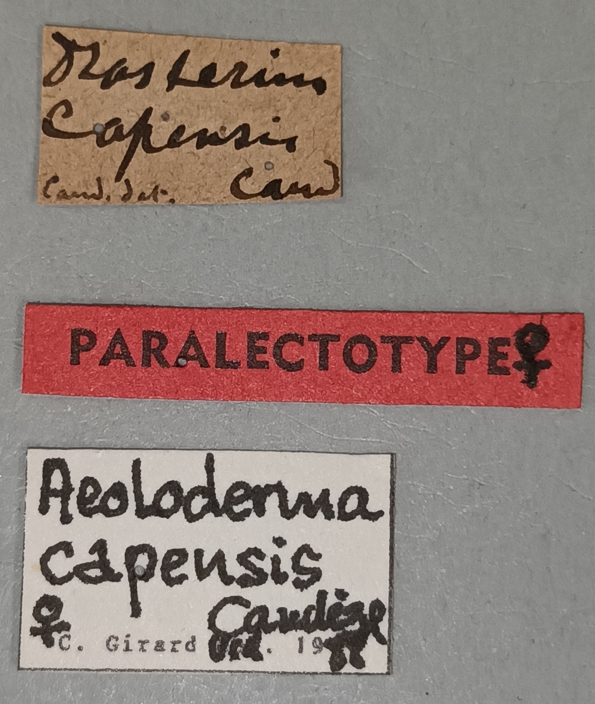 Aeoloderma capensis F Plt Labels.jpg