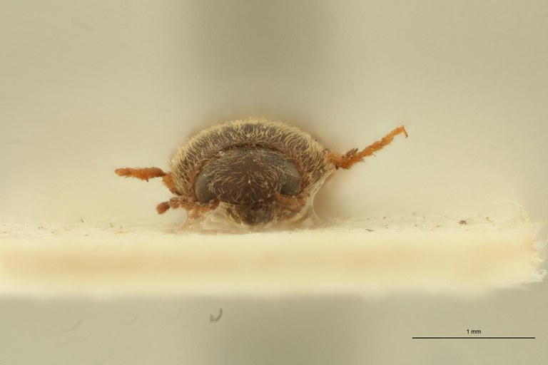 Aeoloderma capensis M Lt F.jpg