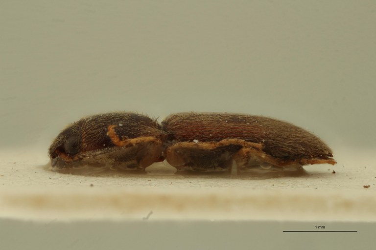 Aeoloderma capensis M Lt L.jpg