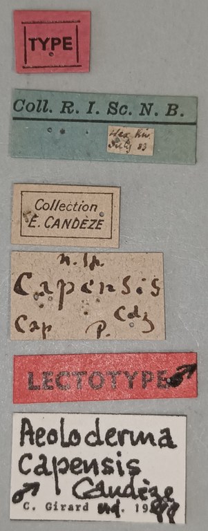 Aeoloderma capensis M Lt Labels.jpg