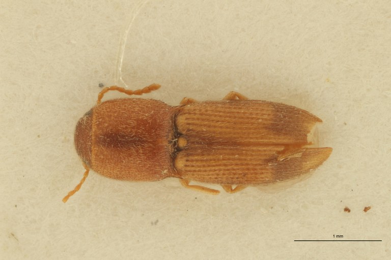 Aeoloderma juvenca Lt D.jpg