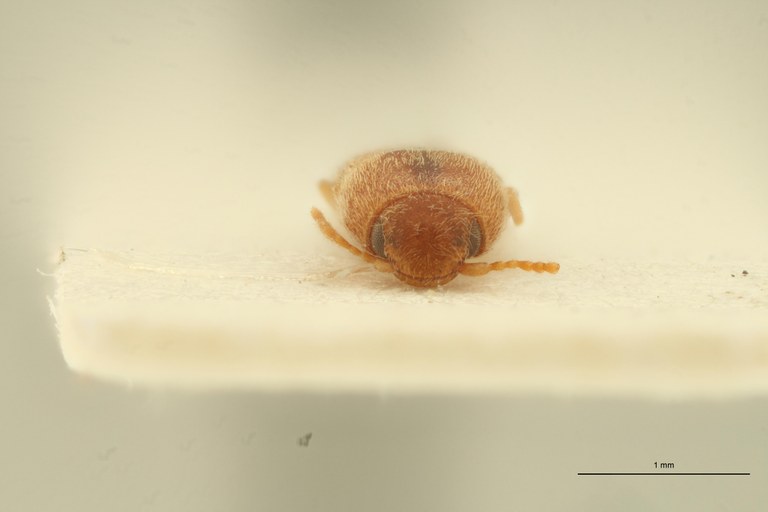 Aeoloderma juvenca Lt F.jpg