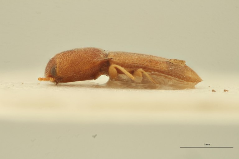 Aeoloderma juvenca Lt L.jpg