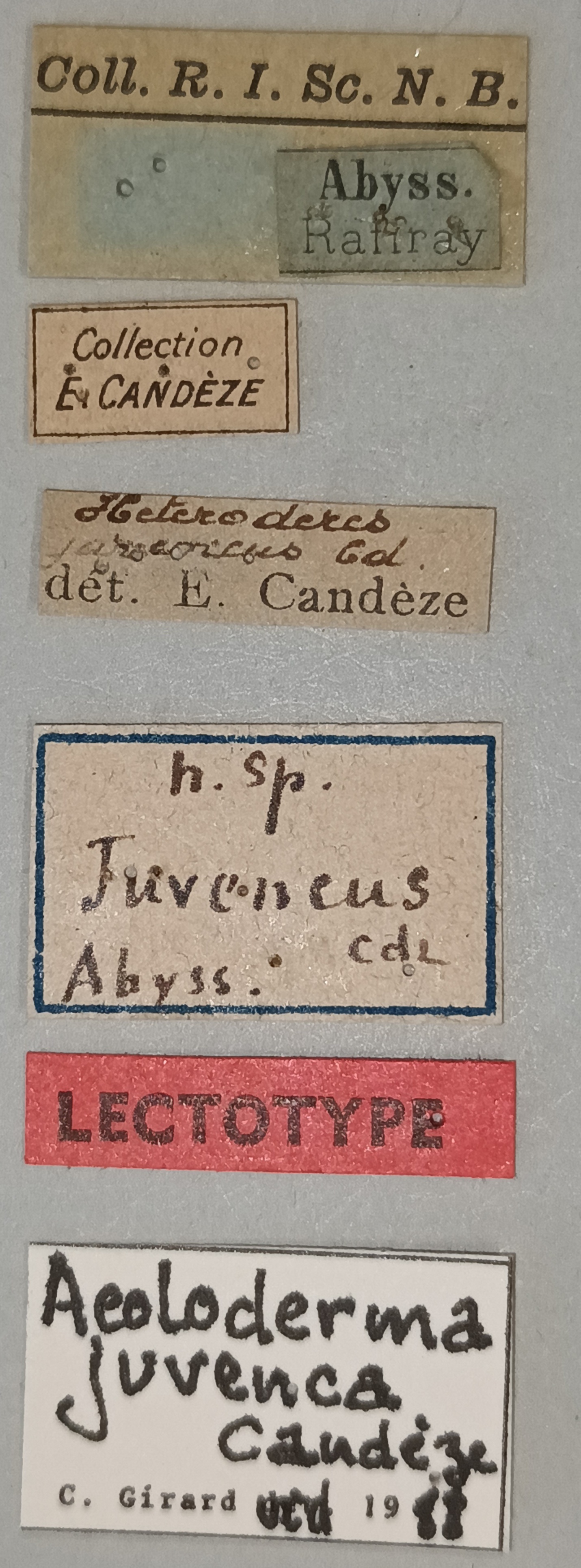 Aeoloderma juvenca Lt Labels.jpg