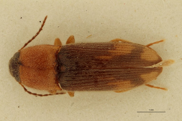 Aeoloderma pulchellus F Lt D.jpg