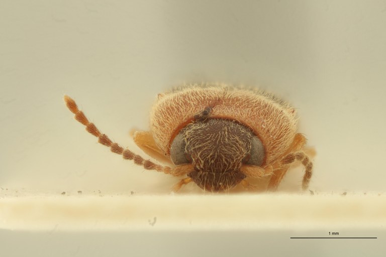 Aeoloderma pulchellus F Lt F.jpg