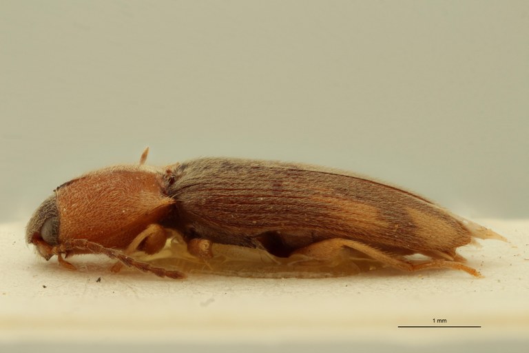 Aeoloderma pulchellus F Lt L.jpg