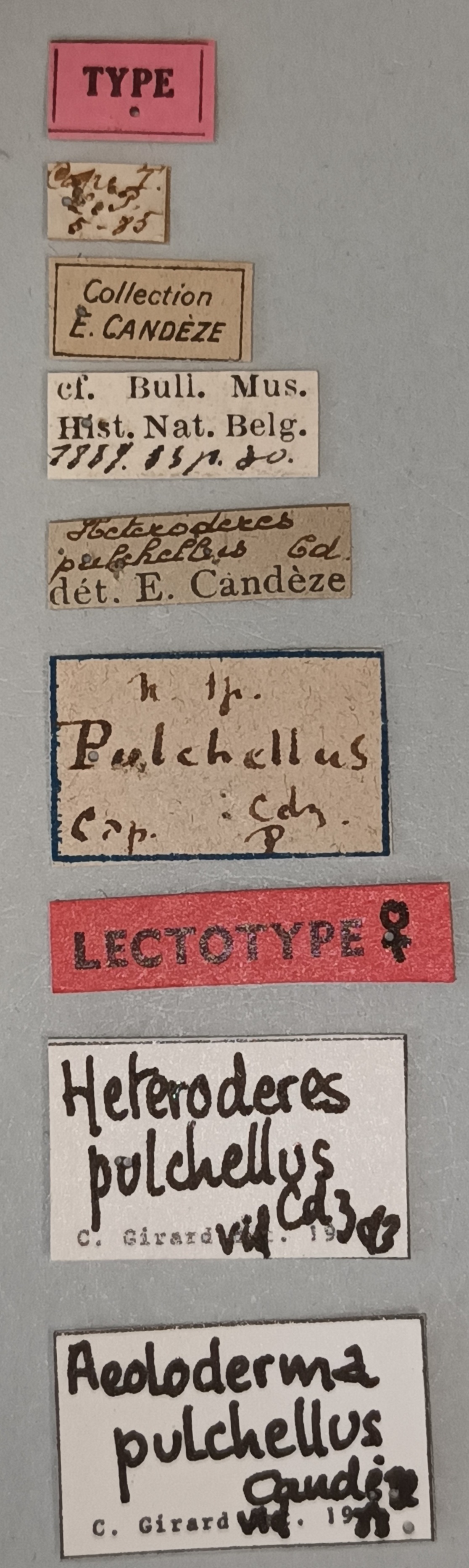 Aeoloderma pulchellus F Lt Labels.jpg