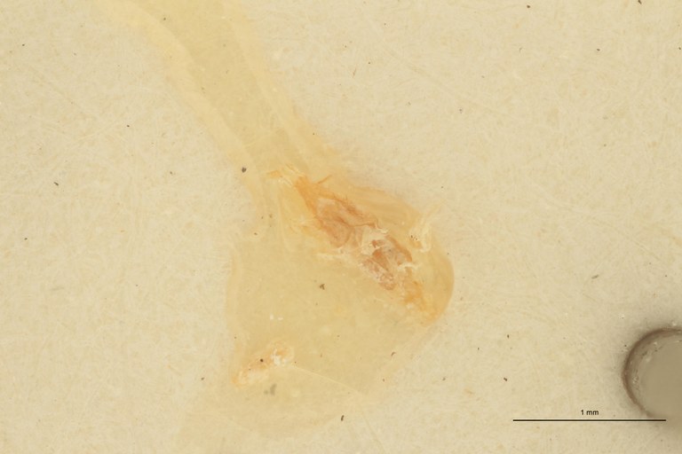 Aeoloderma pulchellus F Lt Parameres.jpg