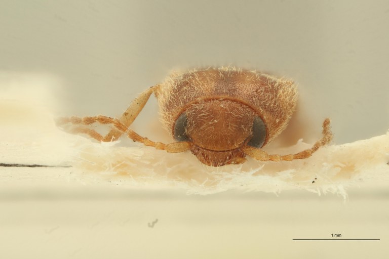 Aeoloderma tertius M Lt F.jpg