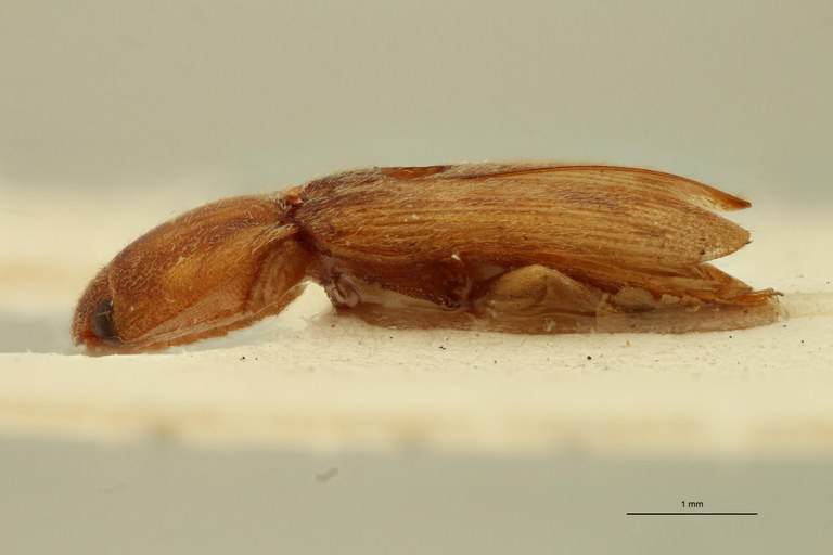 Aeoloderma tertius M Lt L.jpg