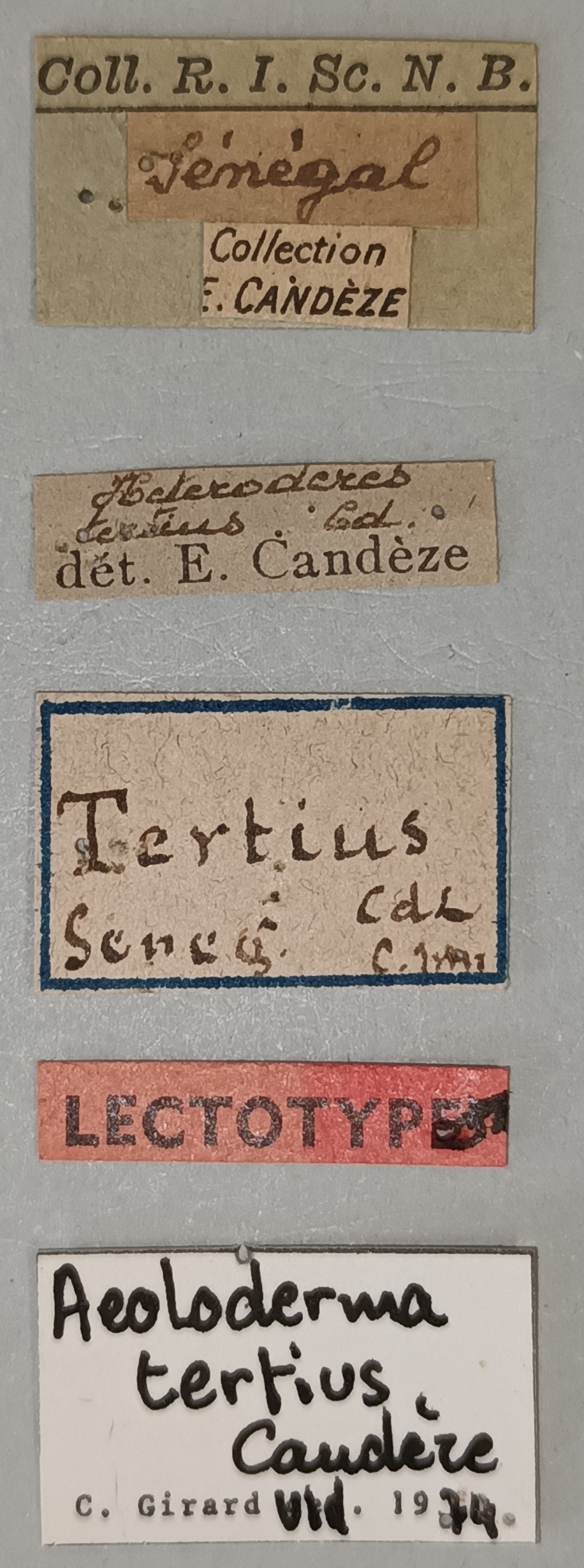 Aeoloderma tertius M Lt Labels.jpg