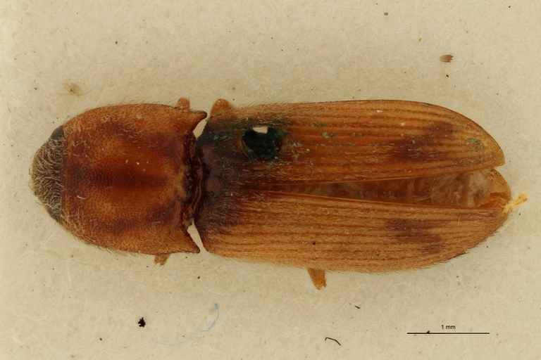 Aeoloderma trifurcus F Lt D.jpg