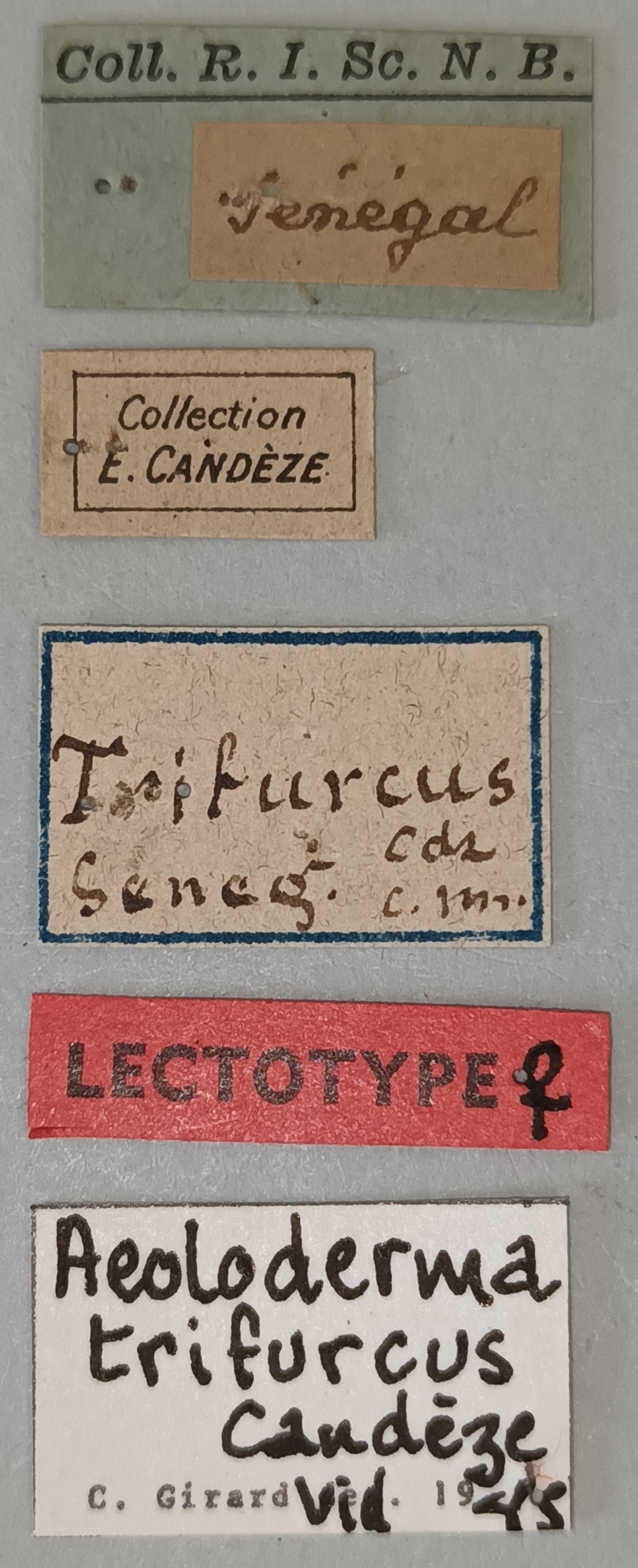 Aeoloderma trifurcus F Lt Labels.jpg