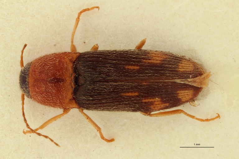 Aeoloderma zebratus Lt D.jpg