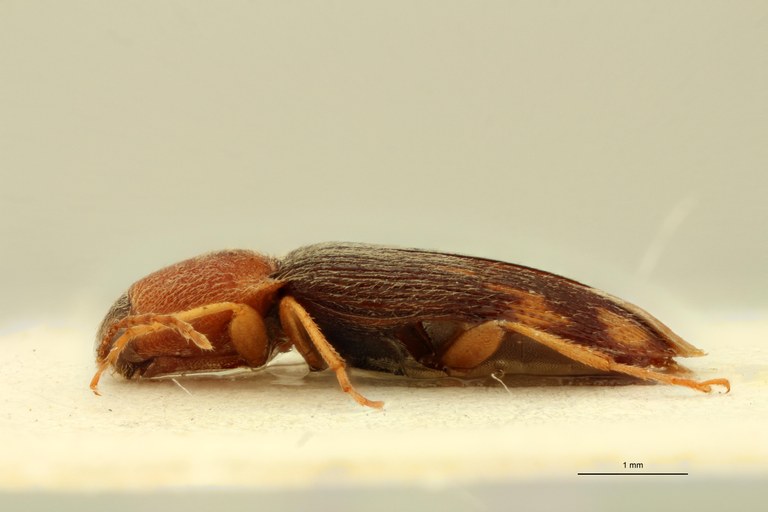 Aeoloderma zebratus Lt L.jpg