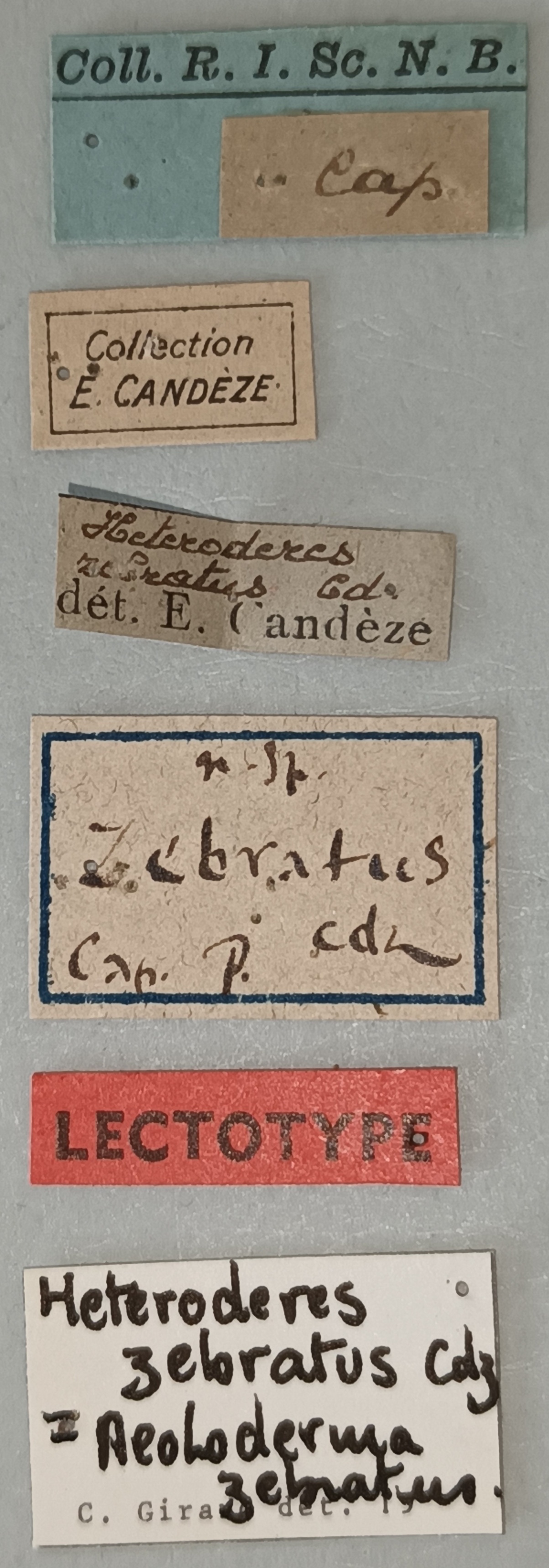 Aeoloderma zebratus Lt Labels.jpg