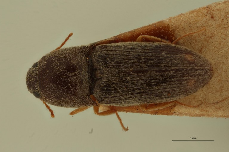 Aeoloides figuratus Plt D.jpg