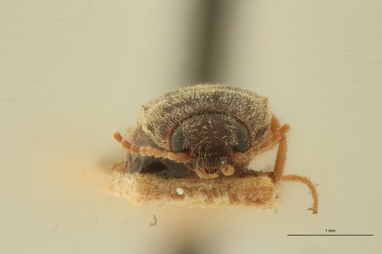 Aeoloides figuratus Plt F.jpg