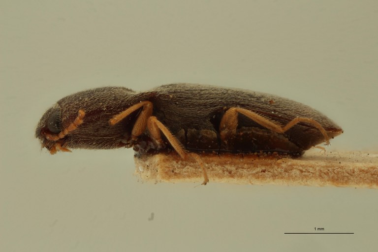 Aeoloides figuratus Plt L.jpg