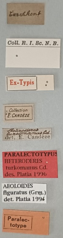 Aeoloides figuratus Plt Labels.jpg