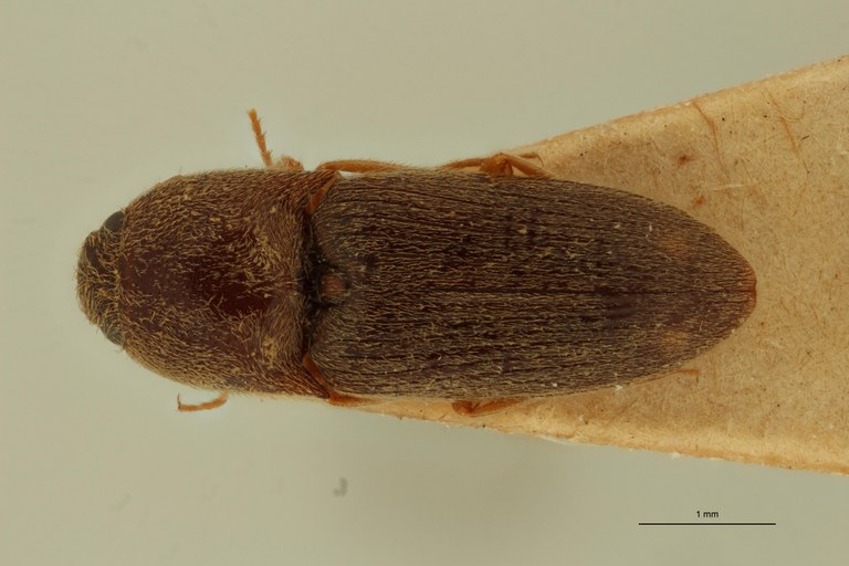 Aeoloides figuratus Lt D.jpg