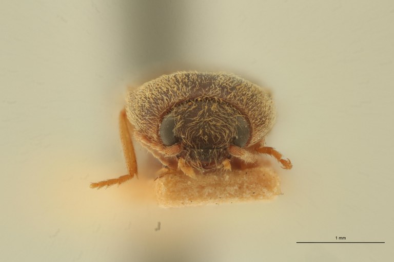 Aeoloides figuratus Lt F.jpg