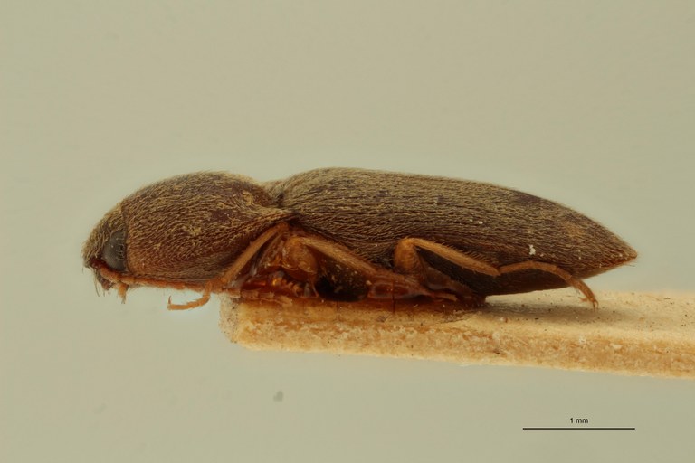 Aeoloides figuratus Lt L.jpg