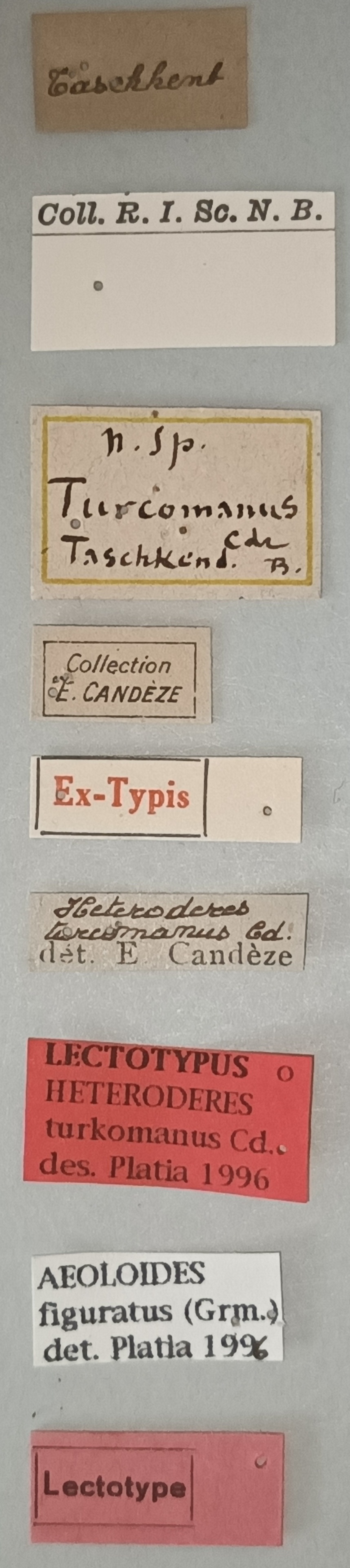 Aeoloides figuratus Lt Labels.jpg