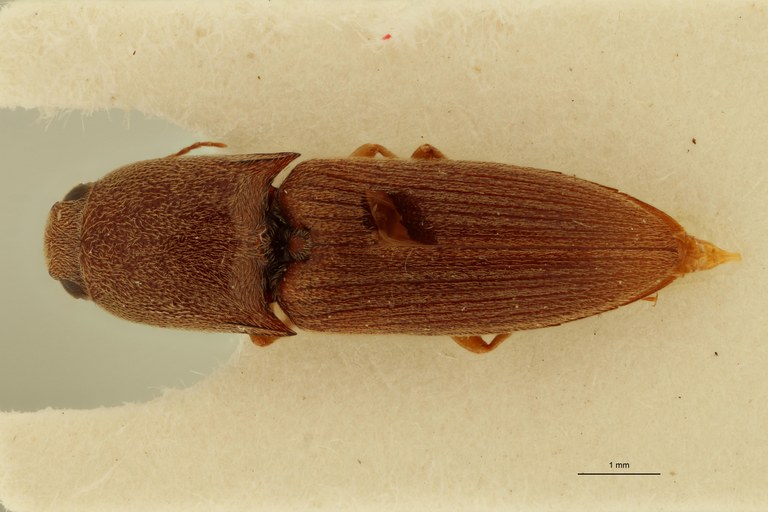Aeoloides senegalensis F Lt D.jpg