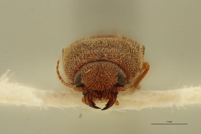 Aeoloides senegalensis F Lt F.jpg