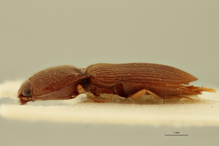 Aeoloides senegalensis F Lt L.jpg