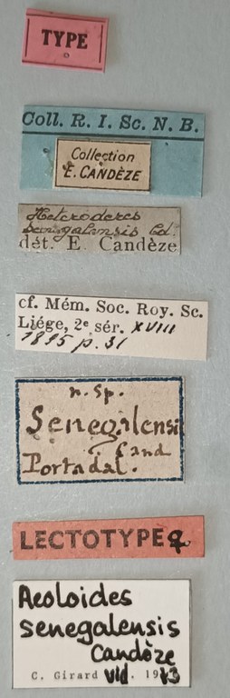 Aeoloides senegalensis F Lt Labels.jpg