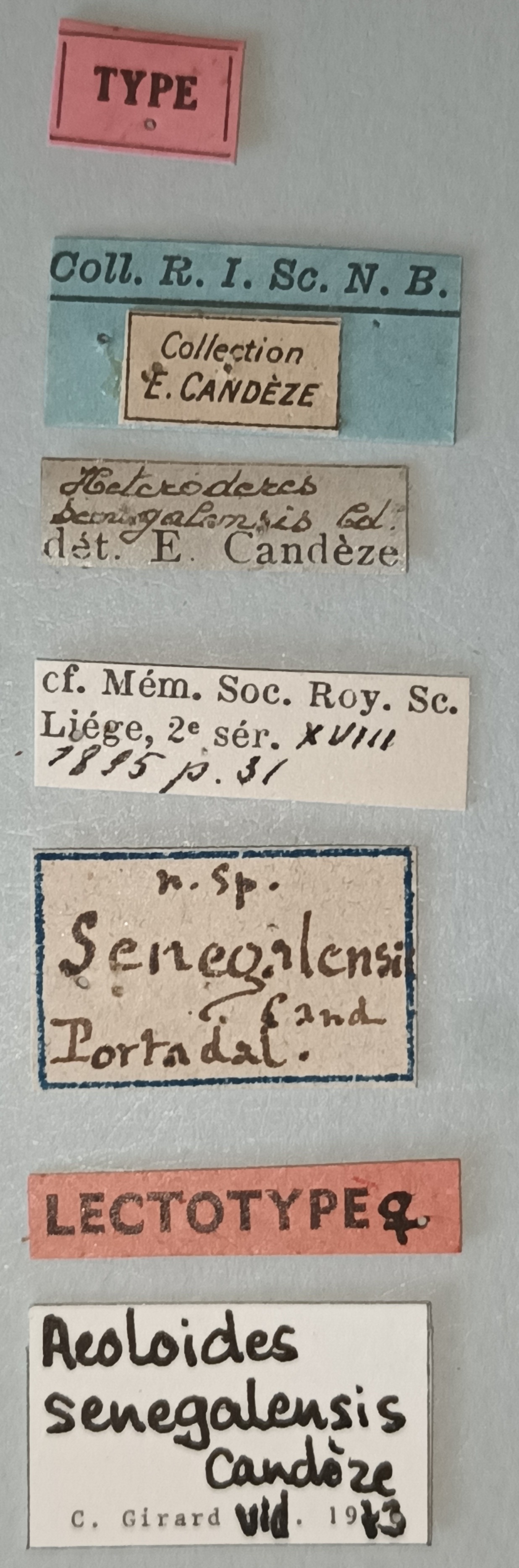 Aeoloides senegalensis F Lt Labels.jpg