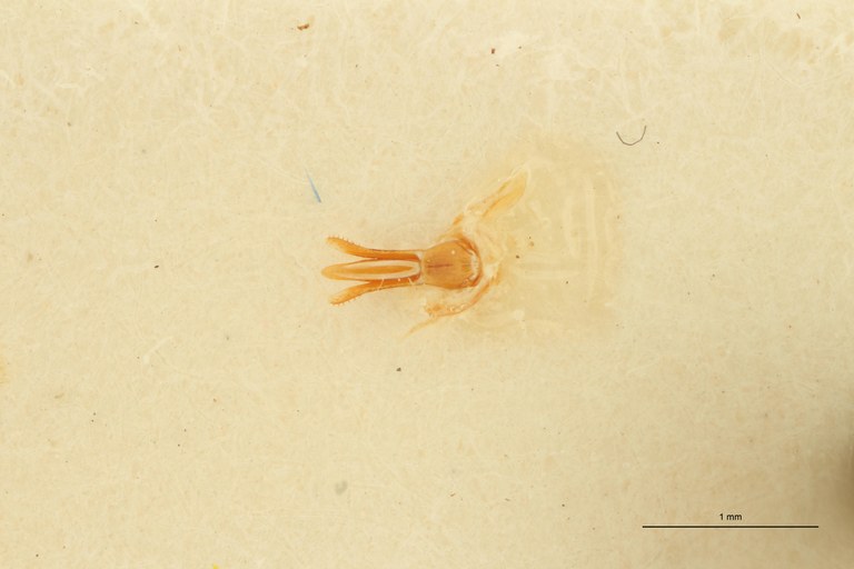 Aeoloides senex M Plt Aedeagus.jpg