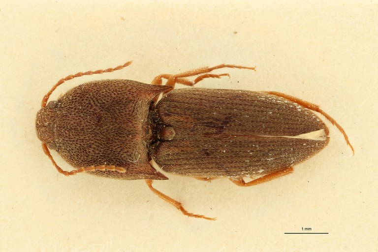 Aeoloides senex M Plt D.jpg