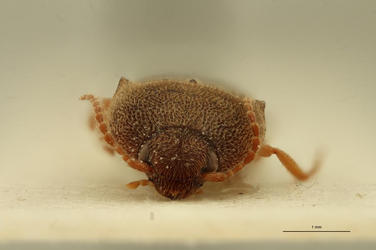 Aeoloides senex M Plt F.jpg