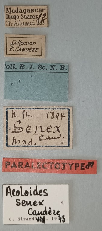 Aeoloides senex M Plt Labels.jpg