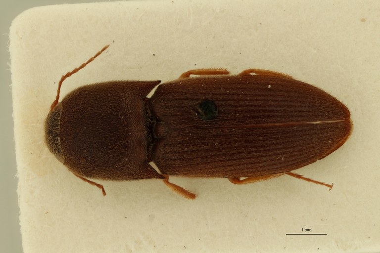 Aeoloides spissus Plt D.jpg