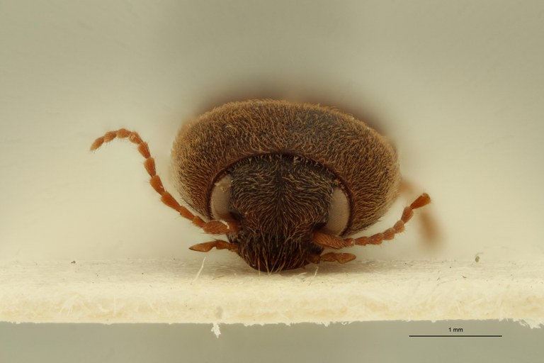 Aeoloides spissus Plt F.jpg