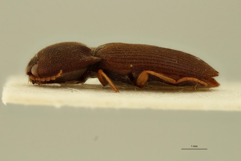 Aeoloides spissus Plt L.jpg