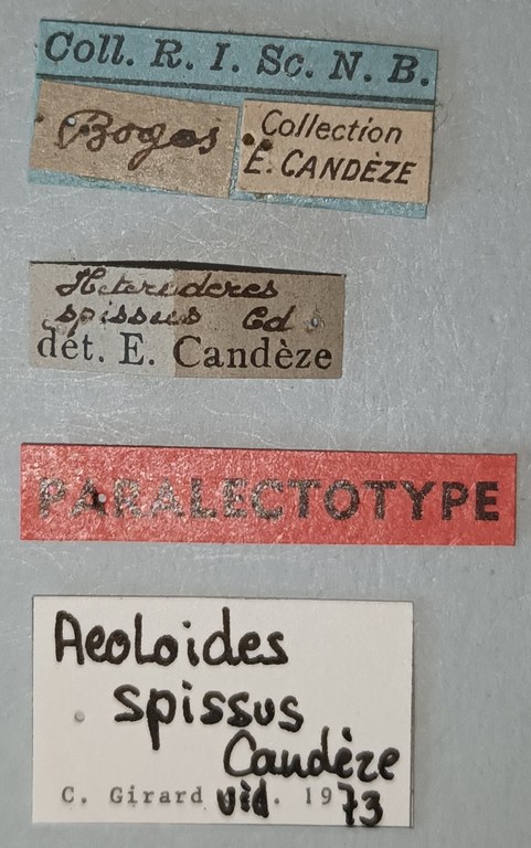 Aeoloides spissus Plt Labels.jpg