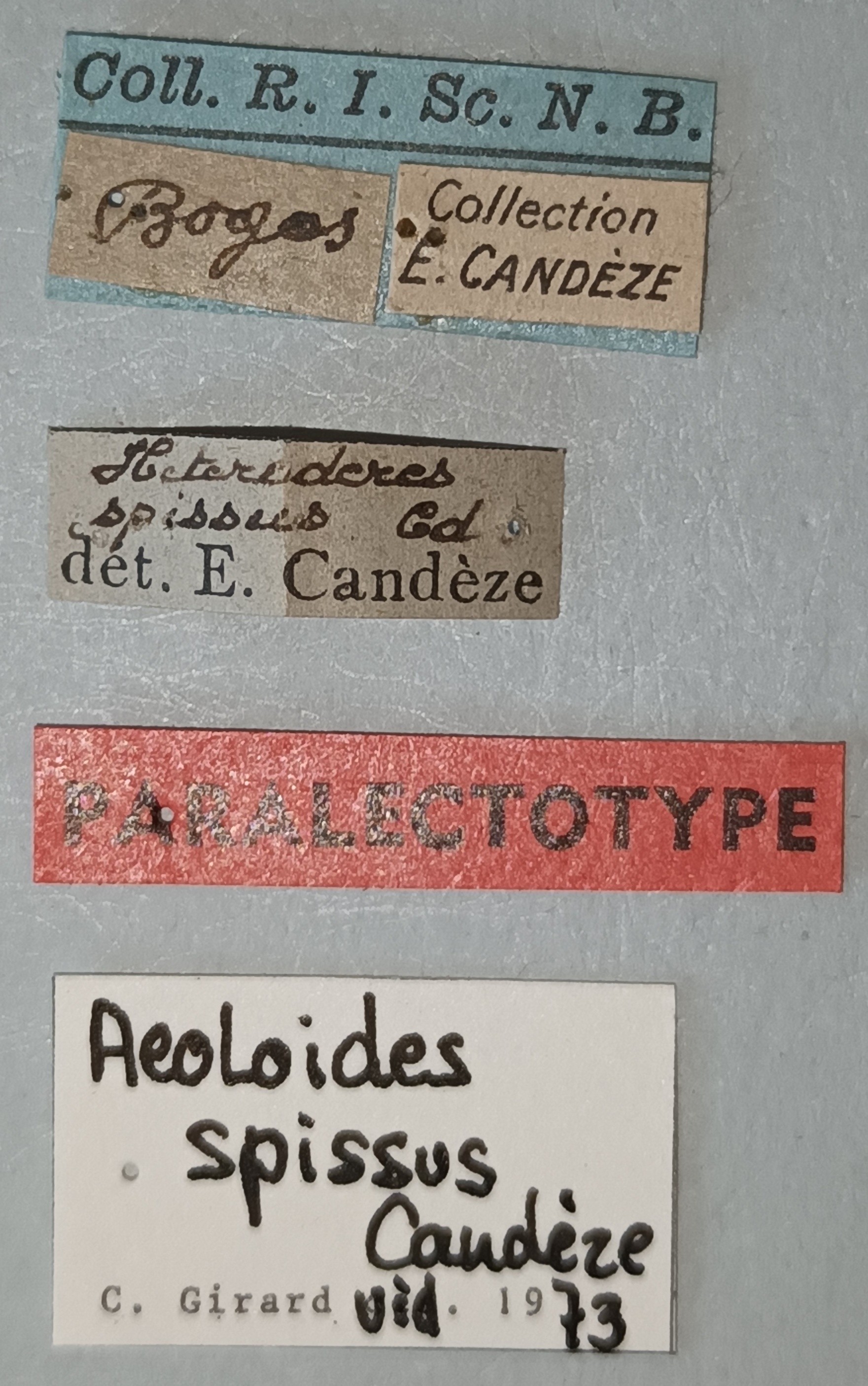Aeoloides spissus Plt Labels.jpg
