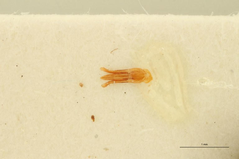 Aeoloides spissus M At Aedeagus.jpg
