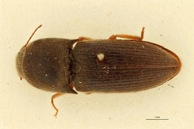Aeoloides spissus M At D.jpg