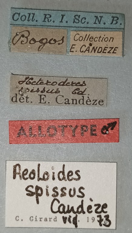Aeoloides spissus M At Labels.jpg